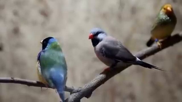 Самые красивые животные на планете: обзор удивительных созданий ч.1