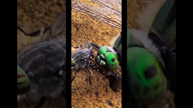 Вот она родненькая!