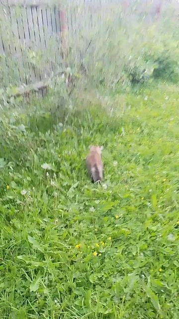 у нас маленький котёнок