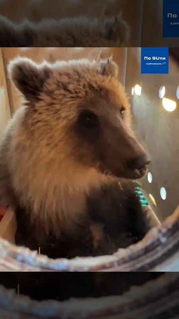 «Аэрофлот» доставил маленькую медведицу с Камчатки в Москву.