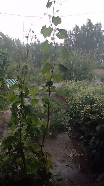 VID_20250617_162204.mp4