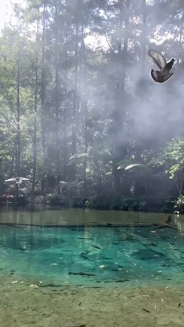 🌿 Волшебный лес Рамбут Монте, Индонезия