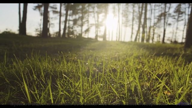 Лесные пейзажи качаются на нотах, как на волнах - Somewhere Between Emotions -- Kirk Osamayo -- Seas