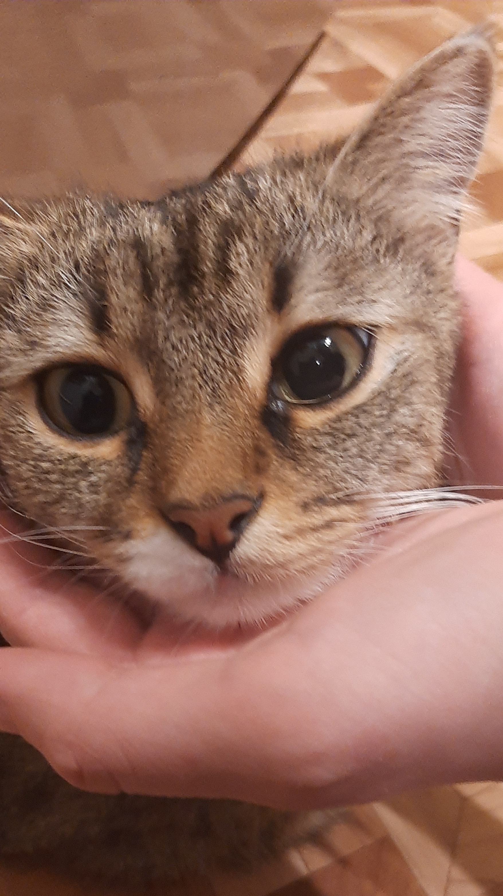 котикиииии