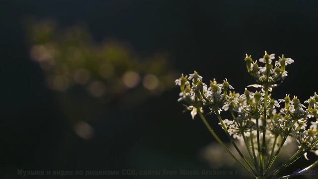 Музыка, которая делает каждый поворот маршрута поцелуем судьбы - Liquor -- SUPERARE -- VI