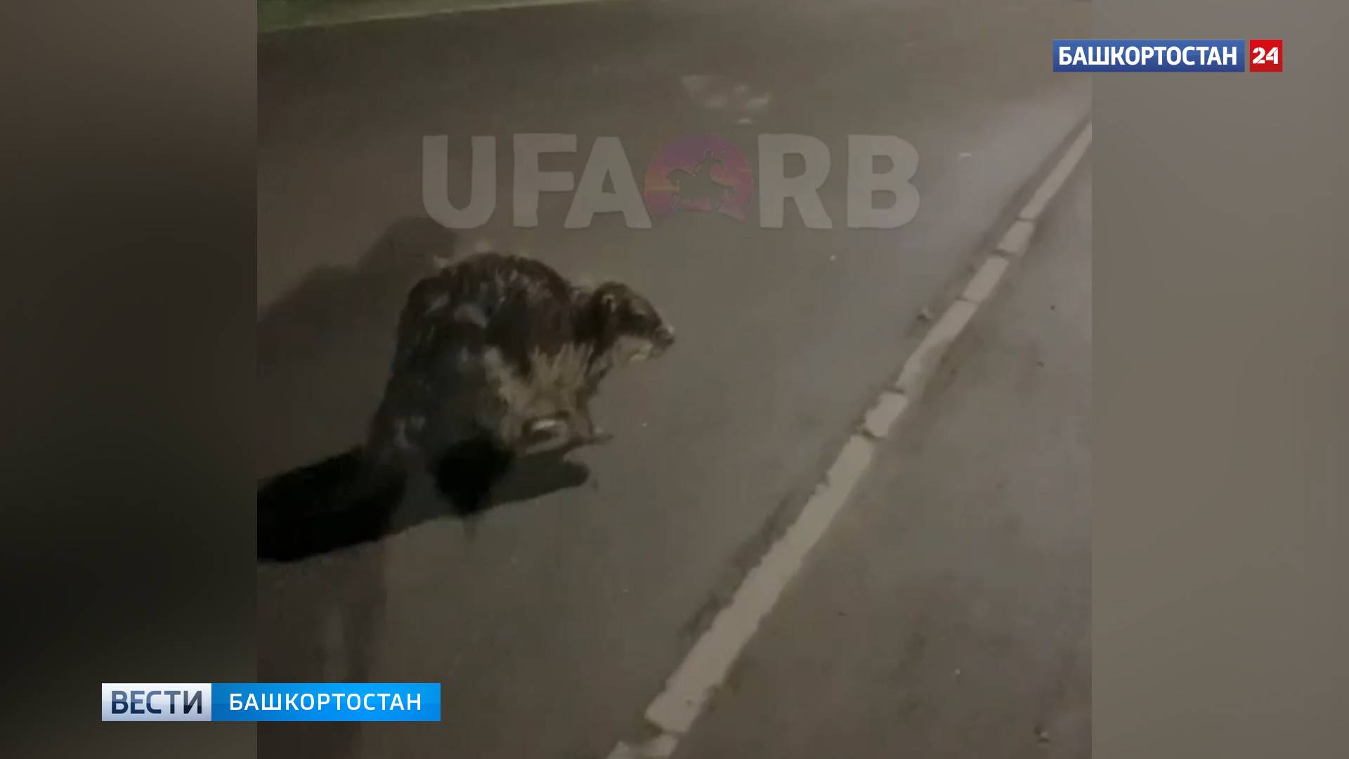 Уфимец встретил бобра на прогулке в городе