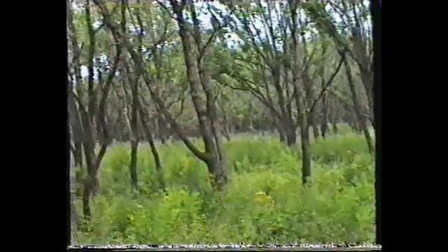 По грибы 1998