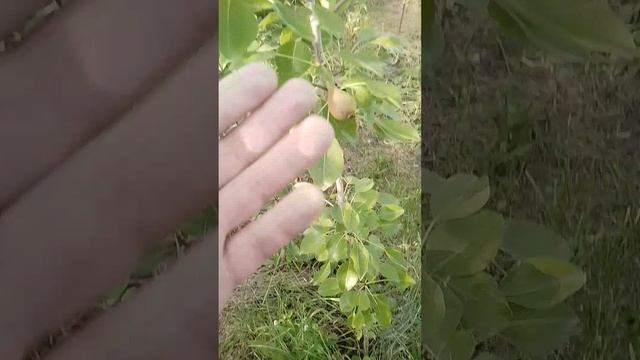 03.06.2025 груша Сергеева ранняя