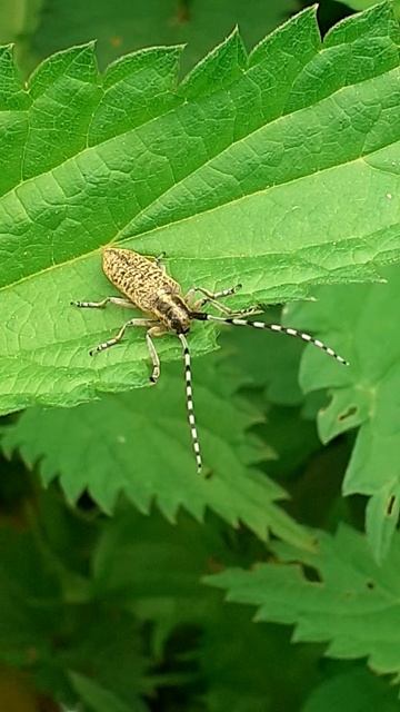 Стеблевой обыкновенный усач (Agapanthia villosoviridescens)