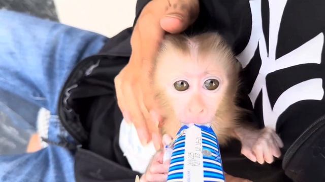 Обезьянку малюпусечку напоили молоком простым способом Пьет Получается Добрая милота