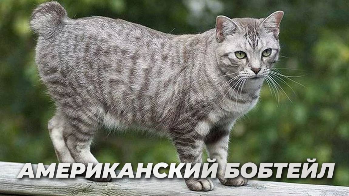 Американский бобтейл