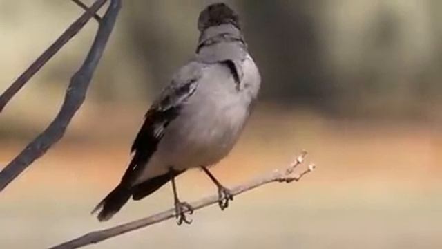 Самые красивые животные на планете: обзор удивительных созданий ч.15