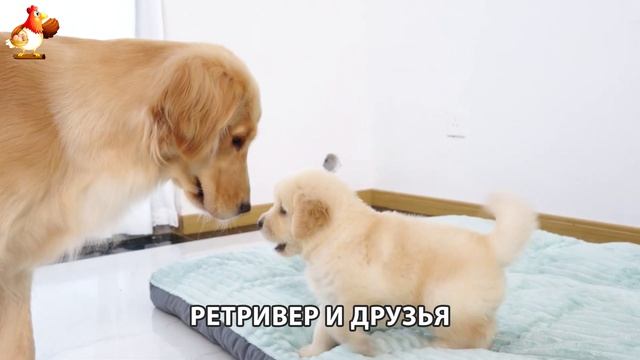 Золотистый ретривер и его друзья милые питомцы 🐕 выпуск (102)