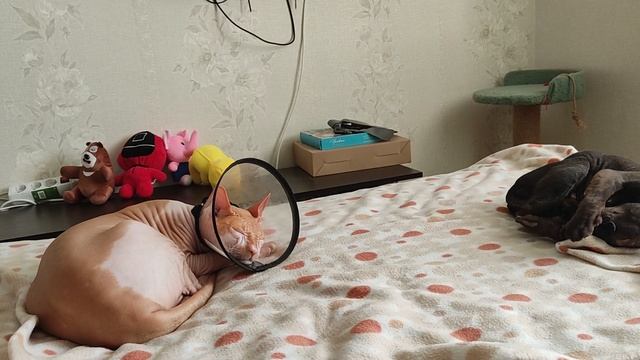 Как у нас идут дела! На пути к выздоровлению! Кот Феликс, 🤗