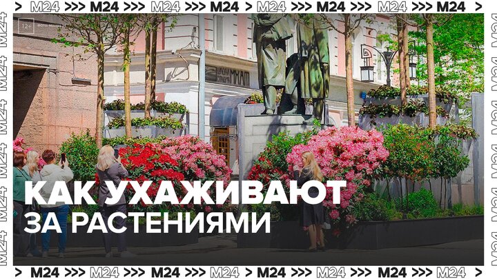 Куратор фестиваля "Сады и цветы" рассказала, как ухаживают за растениями на улицах города - Москва 2