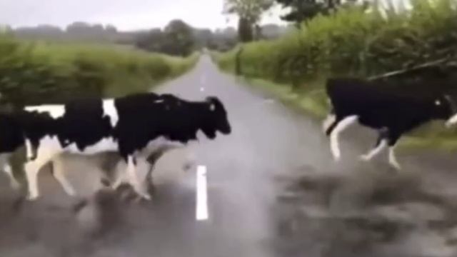 Стадное чувство🐎😂