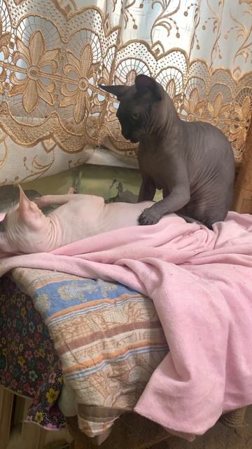 20 декабря 2024 г.