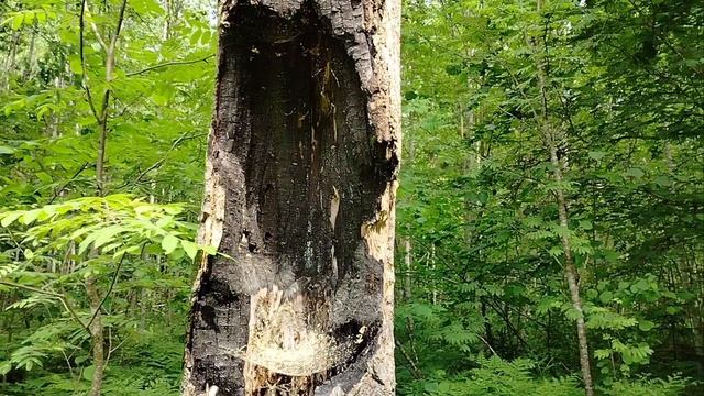 Из города в деревню и обратно!Лес,баня,наш дом!Сходили на озеро!Кругом цветы!
