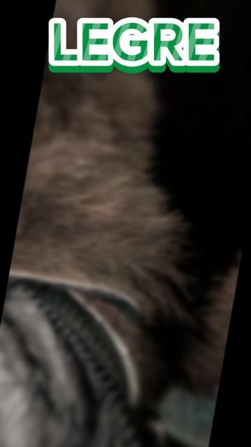 1000064555.mp4