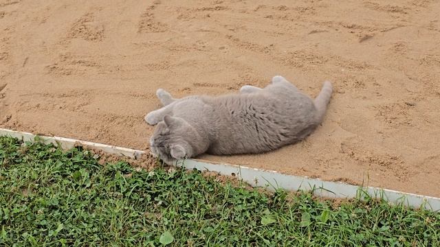 Песочные кошачьи 🐈 игры. Терапия песка. Кошачья нега.