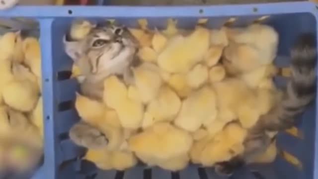 Приколы с котами новое глава 2