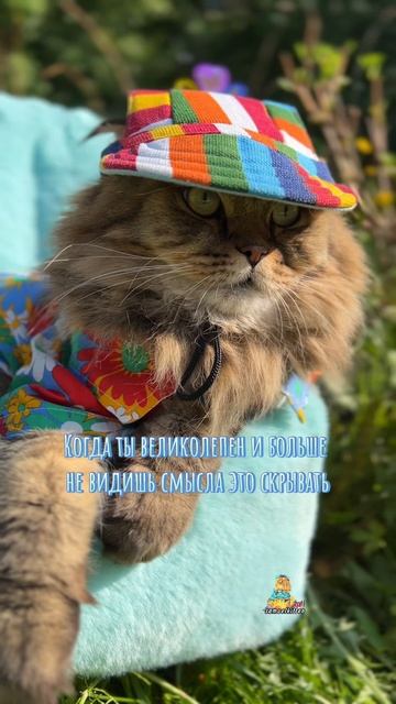 Великолепный Я😻 #котики #юмор #животные