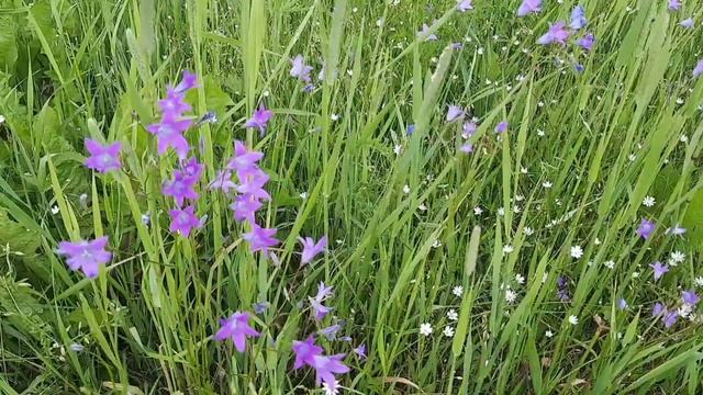 На лугу🪻🌾 Колокольчики нежные и прекрасные🪻🦋🌸...