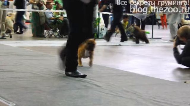 Выставка собак, кошек и крыс ZOOTERRA в СКК 15 июня 2013