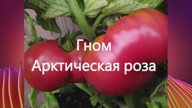 Раннеспелые сорта томатов. г. Киров