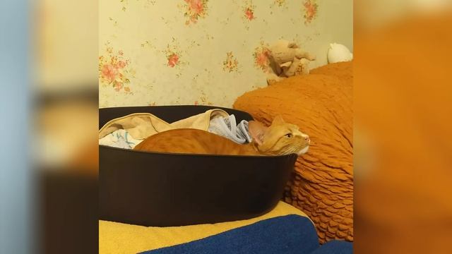 Рыжуха ТВ Подборка фото 13 серия