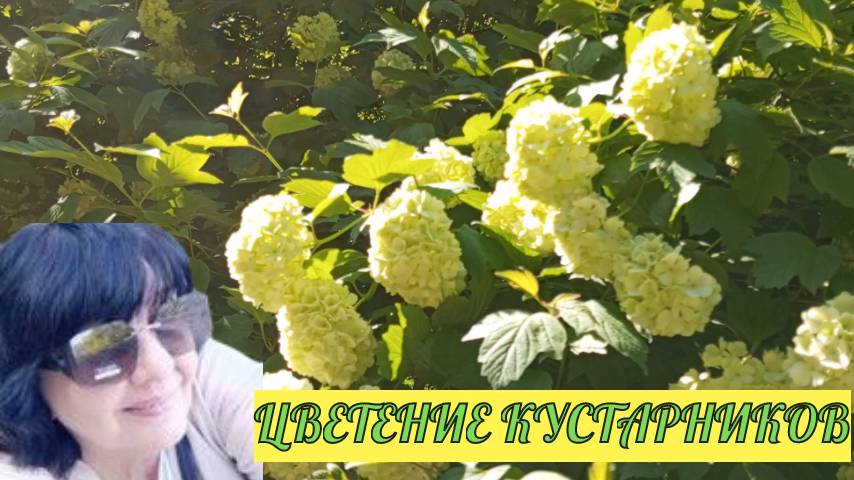 Красивое цветение кустарников в Питере