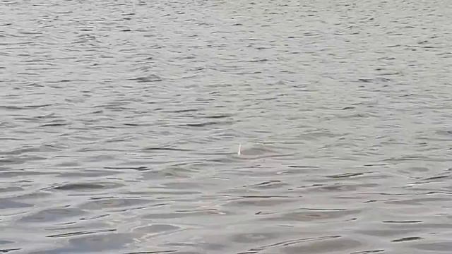 Ловля карася на поплавочную удочку. Короткая рыбалка на заброшенном пруду.