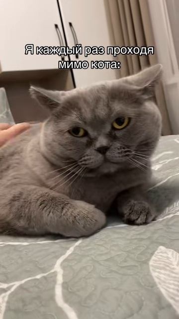 Кот терпила