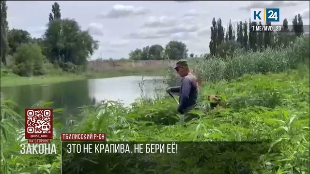Плантацию конопли уничтожили в Тбилисском районе