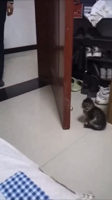 Наш TG https://t.me/liveofcats