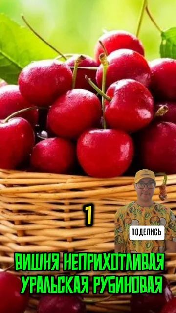 Сад без хлопот #Гарденмарт_ассортимент