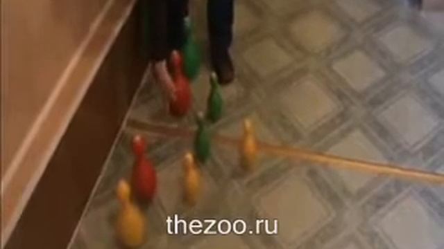 Сравнение фенов (компрессоров) для собак