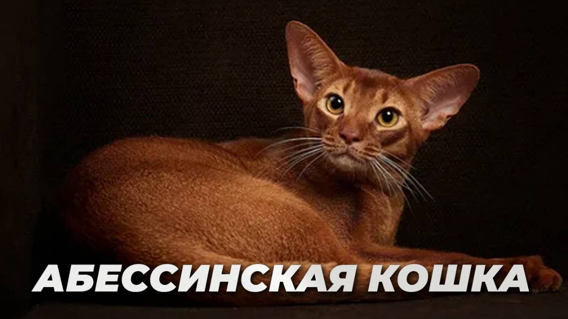 АБЕССИНСКАЯ кошка