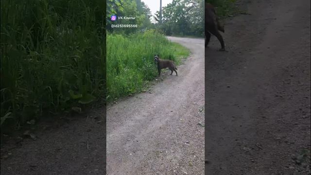 Мли собаченьки #МэниГуля #босерон_питбуль #собаки