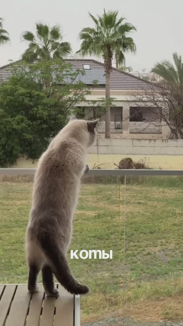 Скучали по Люциферу? 😁❤️