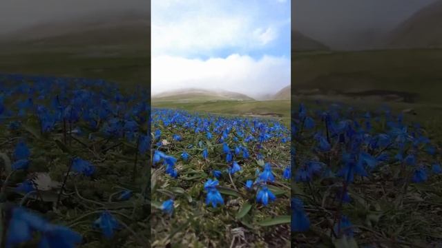 Цветочная симфония Дагестанских гор!!  #дагестан