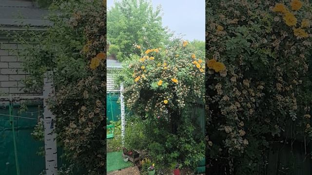 Летний дождь