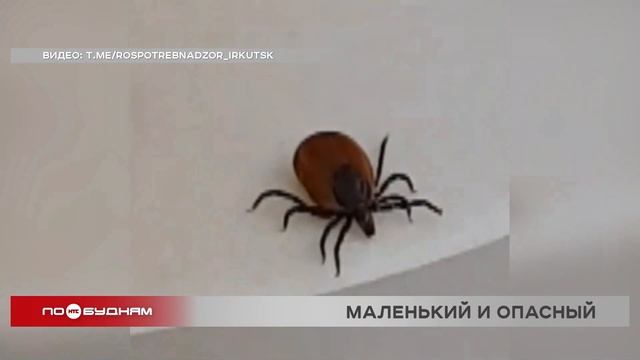 32 жителя Иркутской области заразились клещевым энцефалитом с начала весны