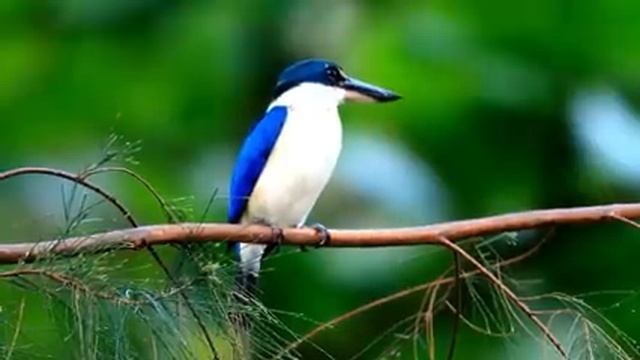 Самые красивые животные на планете: обзор удивительных созданий ч.18