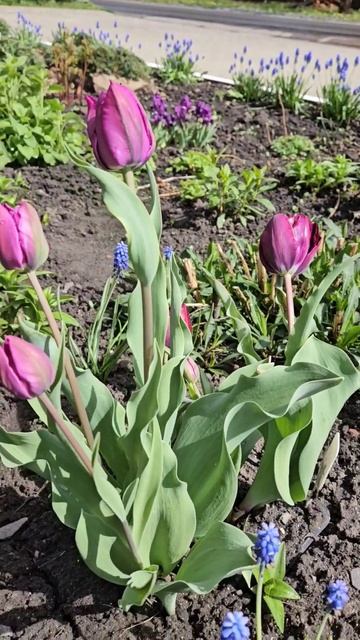 #цветы #весна #flowers #нарцисс #тюльпан #ирис #спирея