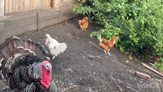 Утро,🐓👨🌾