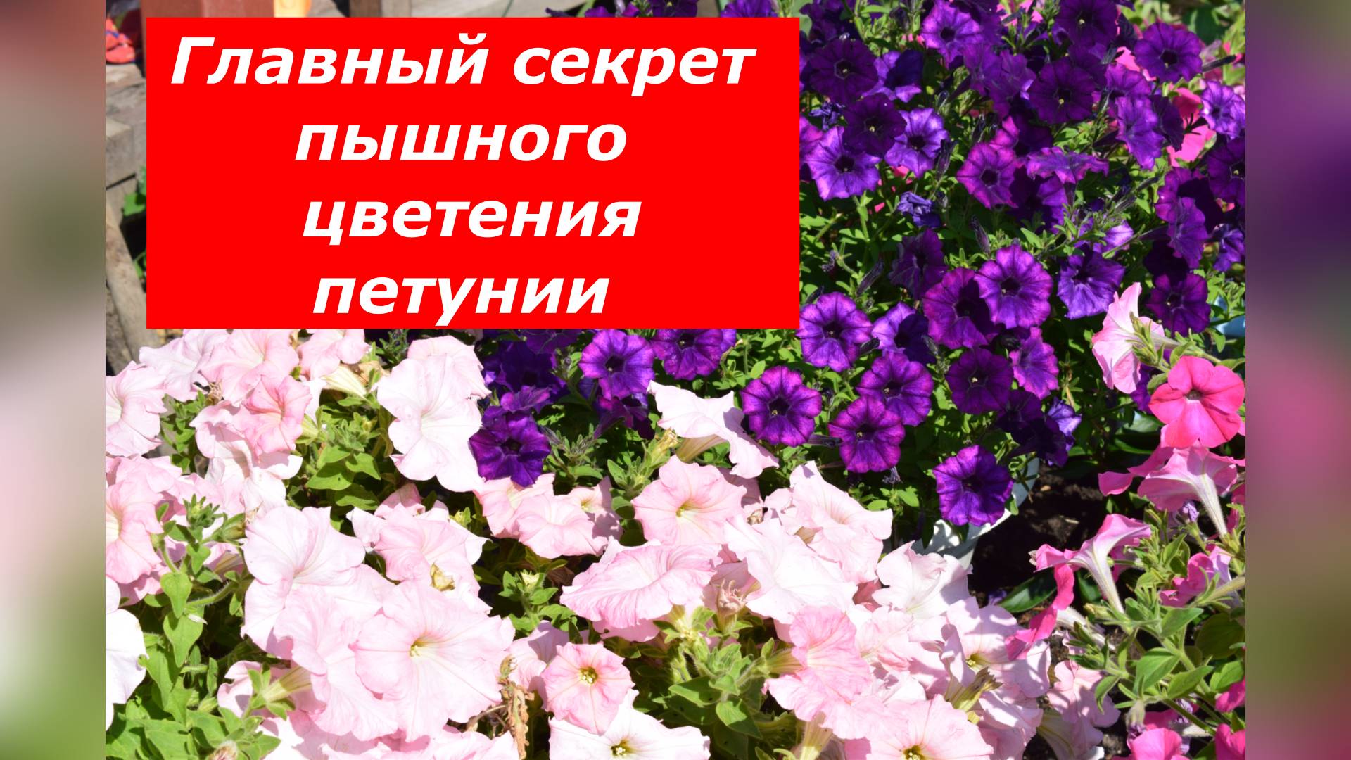 Как сформировать петунию в больших емкостях для красивого цветения все лето #лето #цветы #петуния