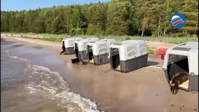 Конфликт в лифте: беременная девушка избита на глазах у маленького сына