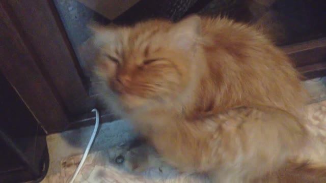 ВОТ ДЕЛАТЬ МНЕ БОЛЬШЕ НЕЧЕГО!ОДНОГО ВЫПУСТИ-ДРУГОГО ЗАПУСТИ!