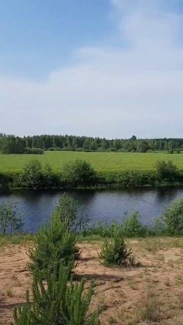 Красиво в лесу в Клязьминской пойме, когда солнце светит